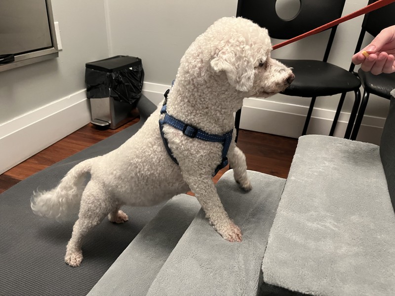 Snoopy (Thornhill) - MPL- Laser therapy, Therapeutic Exercises