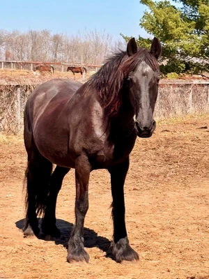 Macintosh rescue horse.