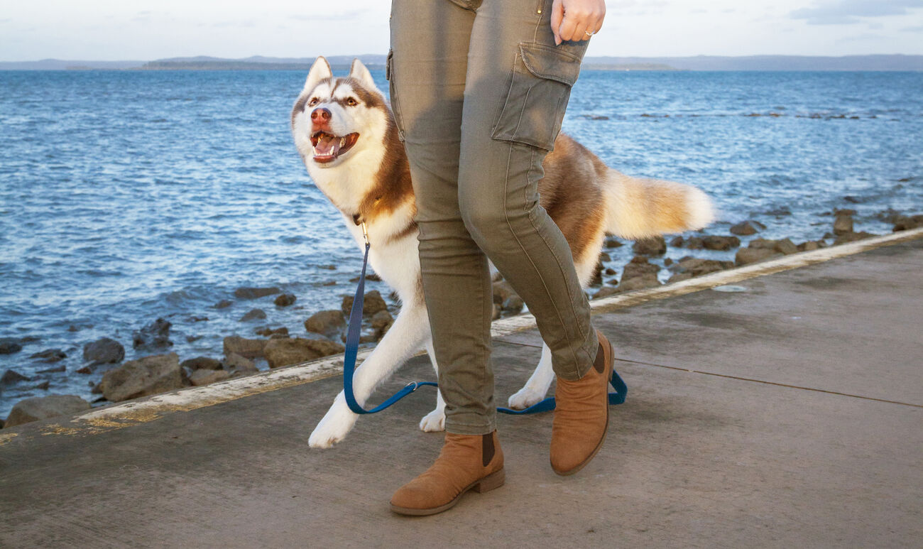 Enrol Now Beacon Dog Training