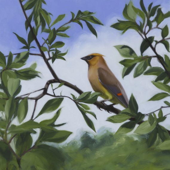 Cedar Waxwing at Beaver pond, by Mark Stephenson, oil on panel, 12x12in, 2025.