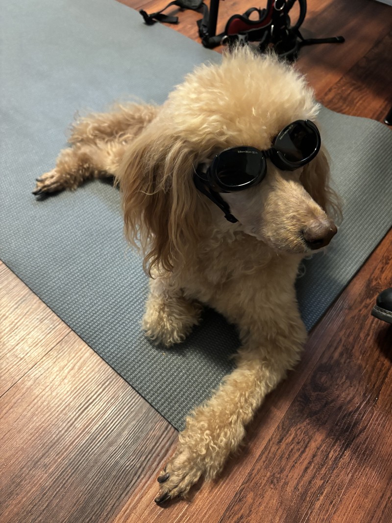 Archie (Thornhill) - FHO Surgery Hip Dysplasia- Laser therapy, Therapeutic Exercises, Acupuncture