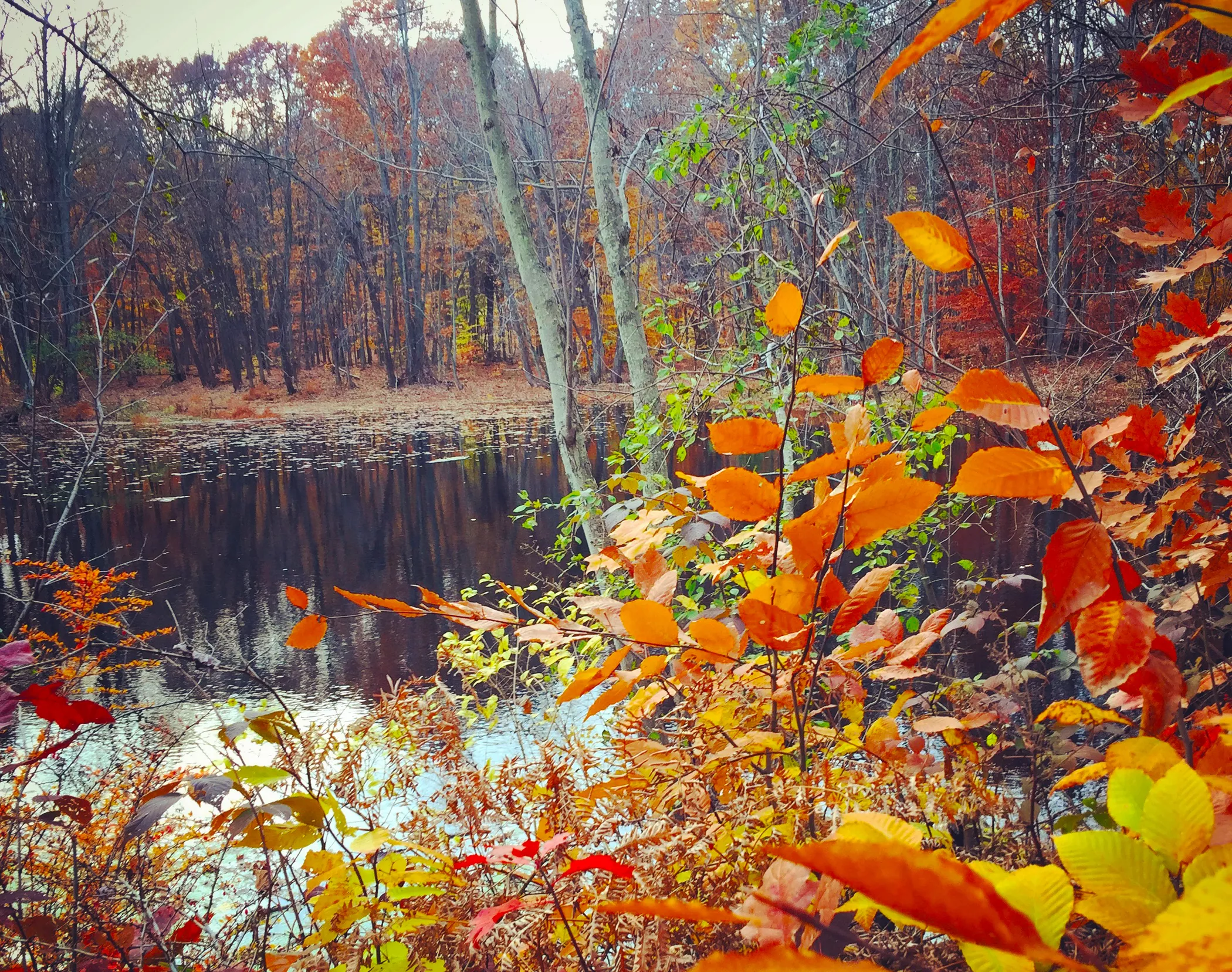 to the Town of New York