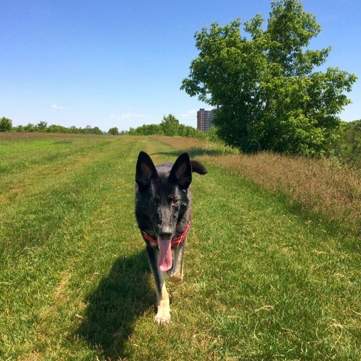 Unleash Your Paws Ottawa Dog Walking Service